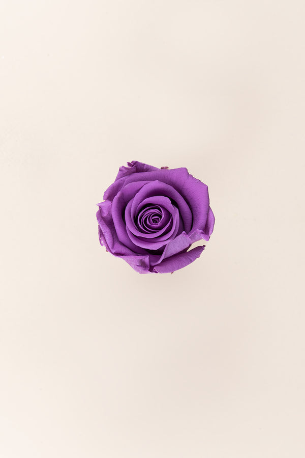 Rose Standard - Boîte 6 têtes