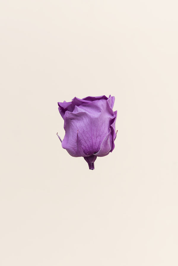 Rose Standard - Boîte 6 têtes