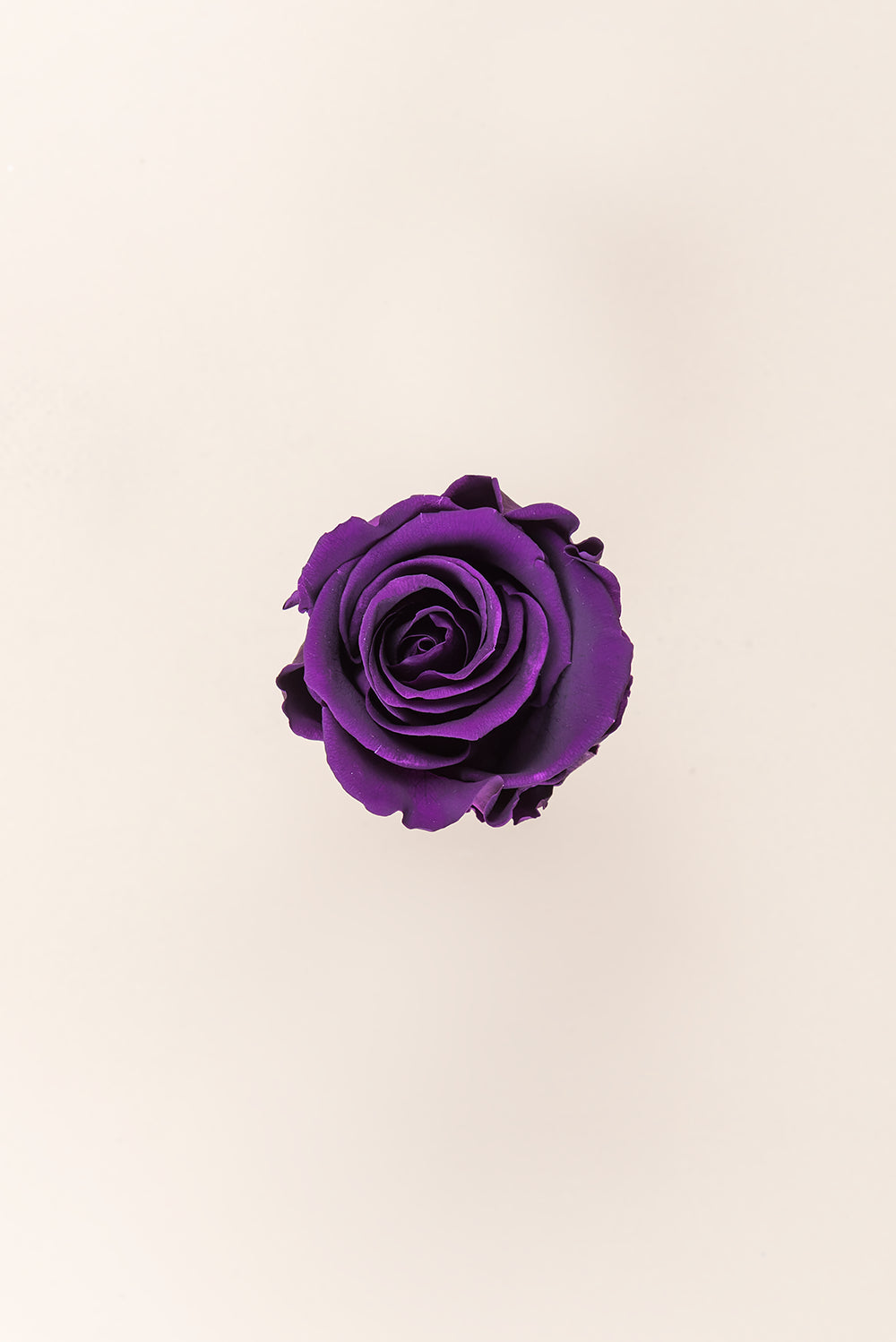 Rose Standard Bulk - Pack 195 u.