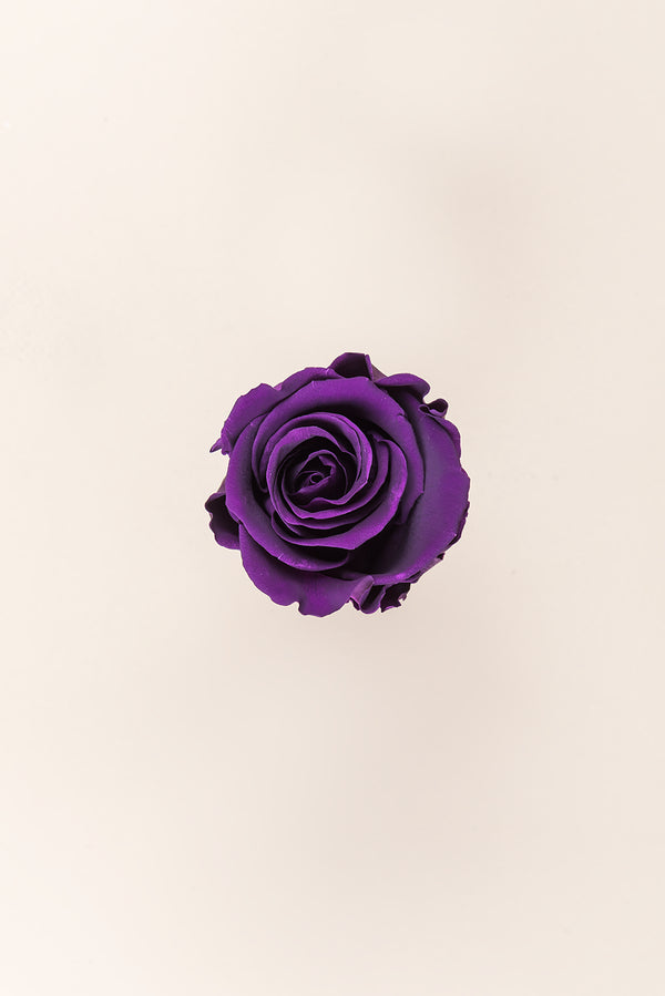 Rose Standard - Boîte 6 têtes