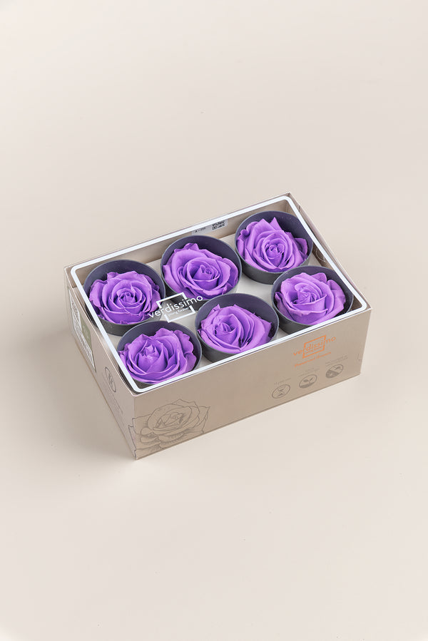 Rose Standard - Boîte 6 têtes