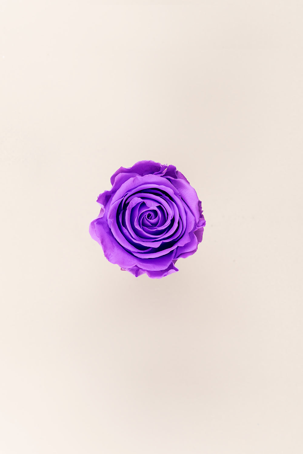 Rose Standard Bulk - Pack 195 u.