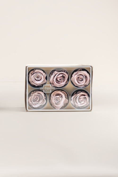 Rose Standard - Box 6 heads