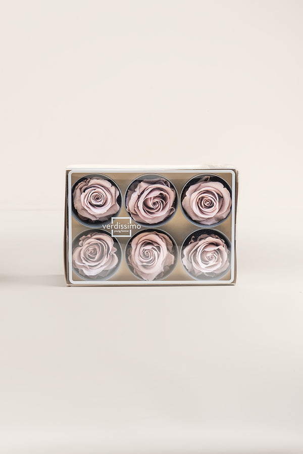 Rose Standard - Boîte 6 têtes