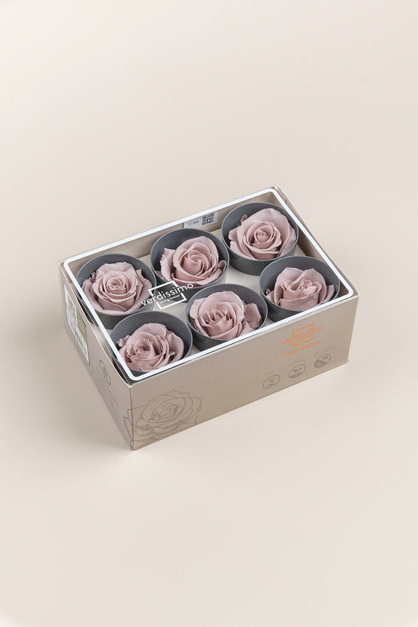 Rose Standard - Boîte 6 têtes