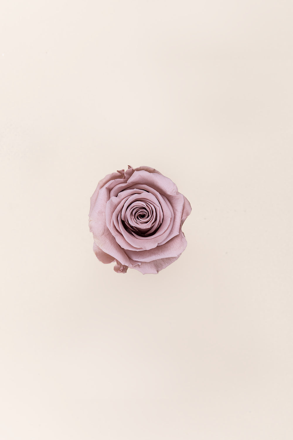 Rose Standard - Boîte 6 têtes
