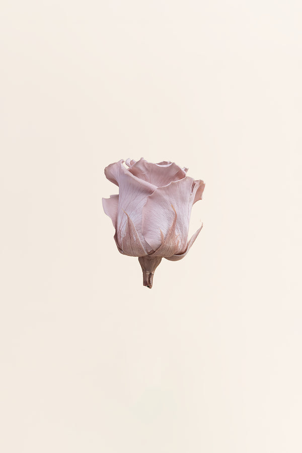 Rose Standard - Boîte 6 têtes