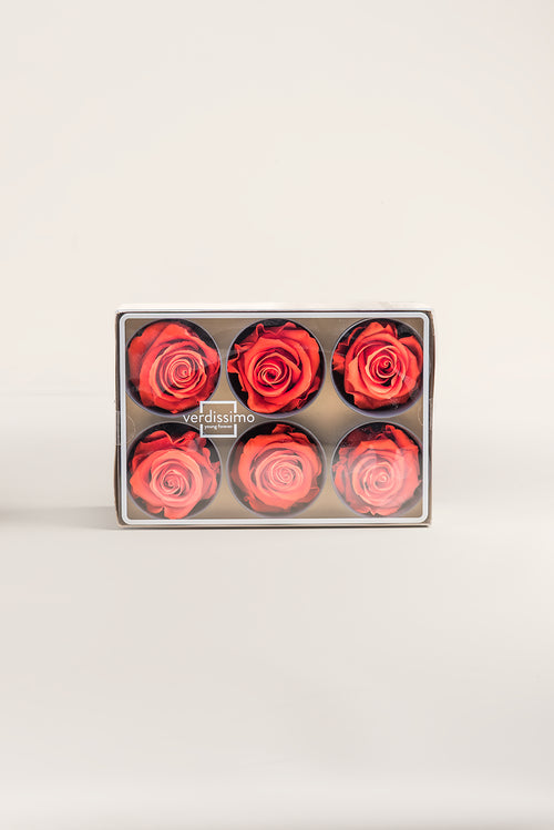 Rose Standard - Box 6 heads