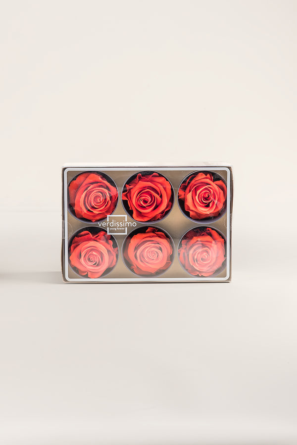 Rose Standard - Boîte 6 têtes