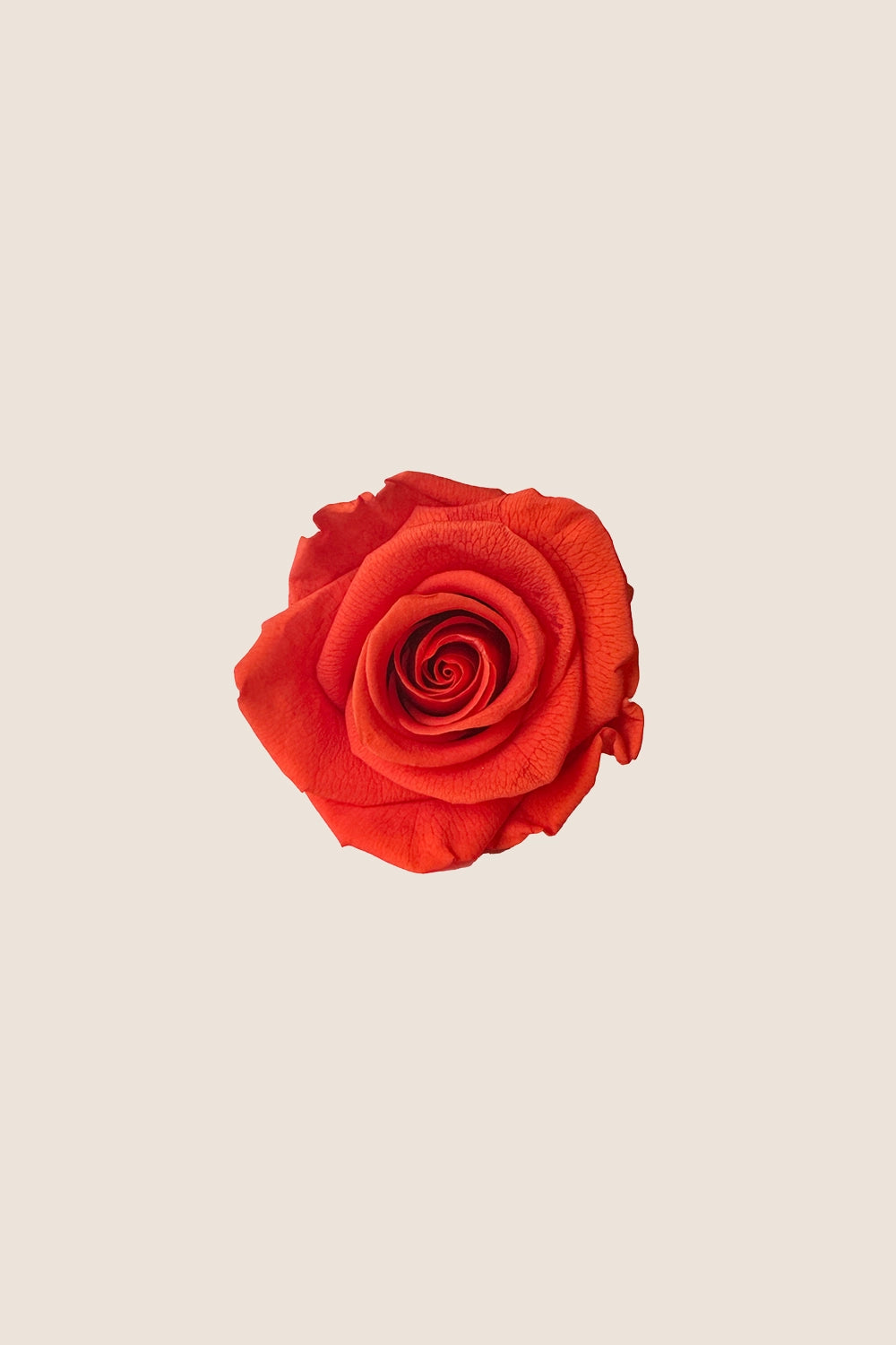 Rose Standard - Boîte 6 têtes