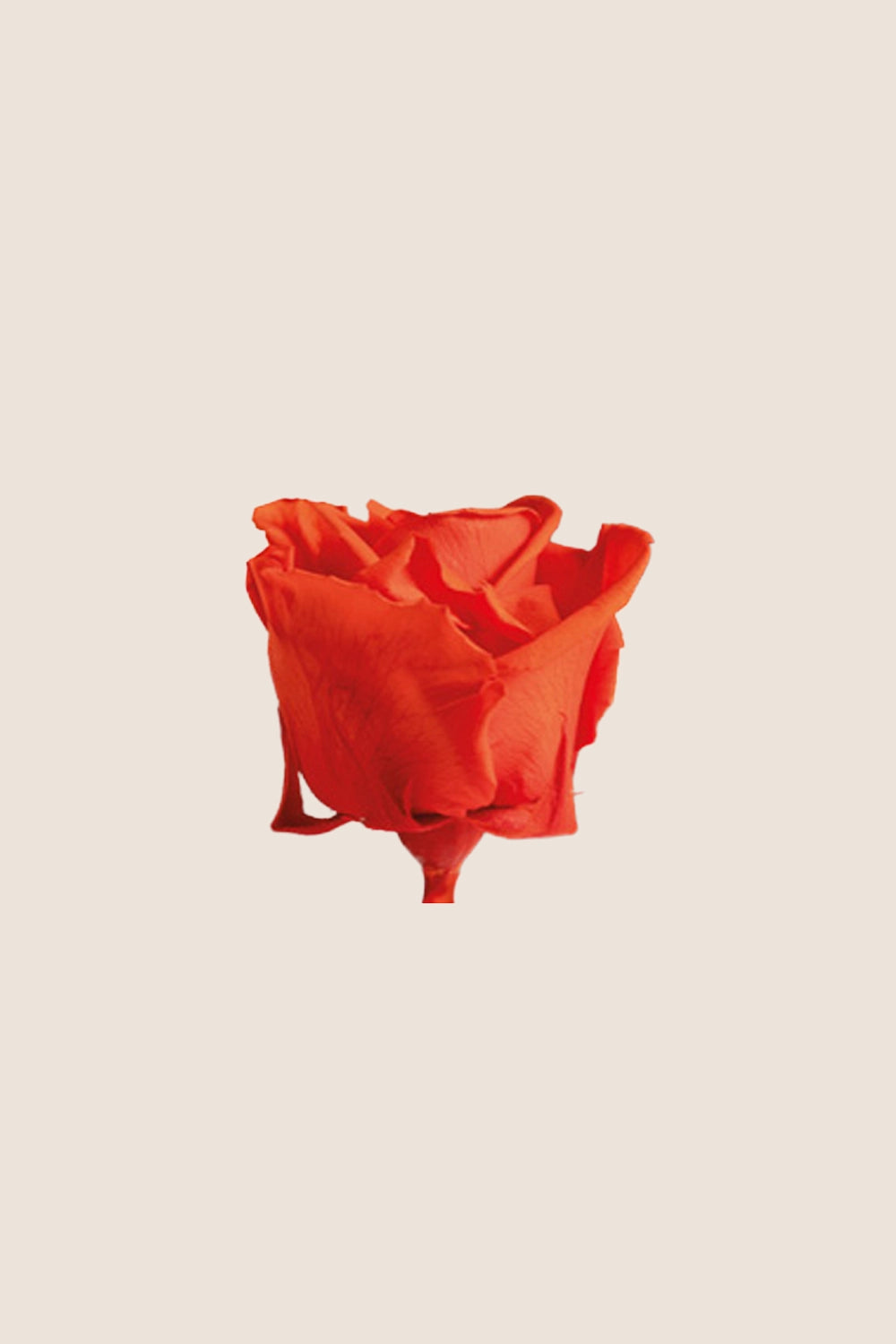 Rose Standard - Boîte 6 têtes