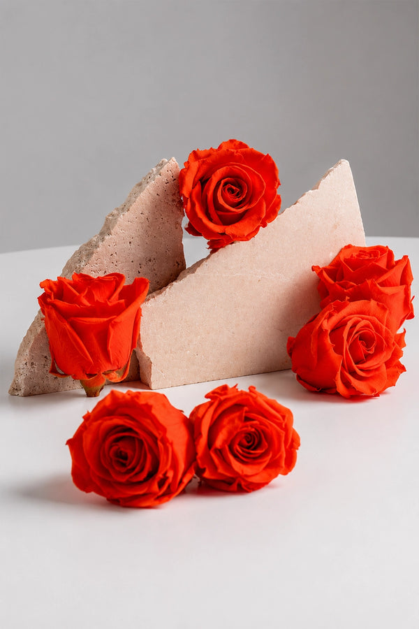 Rose Standard - Boîte 6 têtes