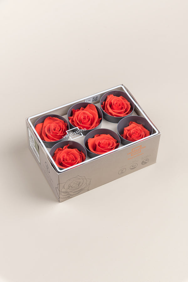 Rose Standard - Boîte 6 têtes