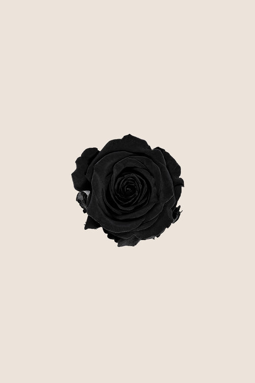 Rosa estándar a granel - Pack 195 u.