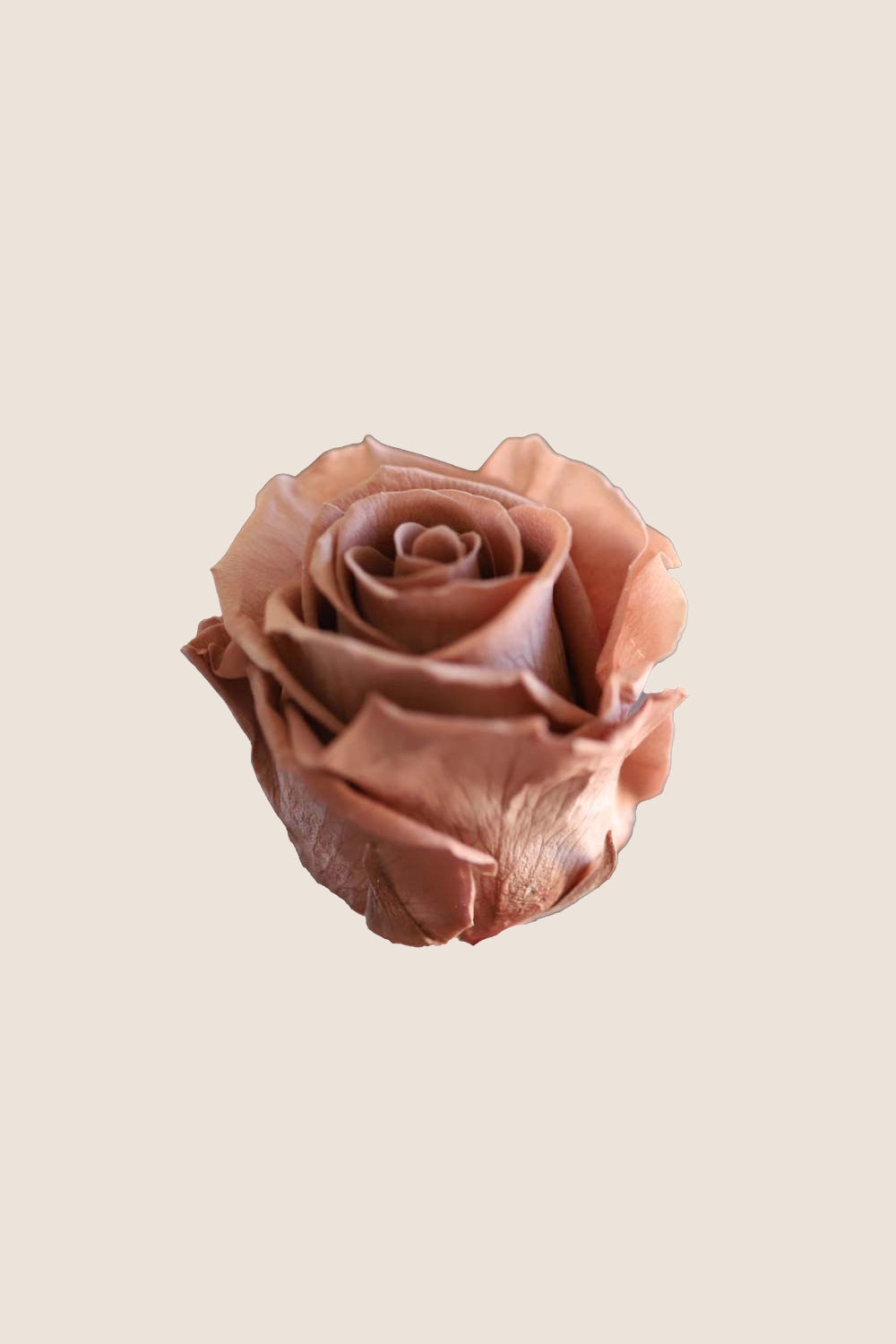 Rose Standard - Boîte 6 têtes