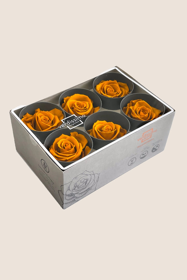 Rose Standard - Boîte 6 têtes