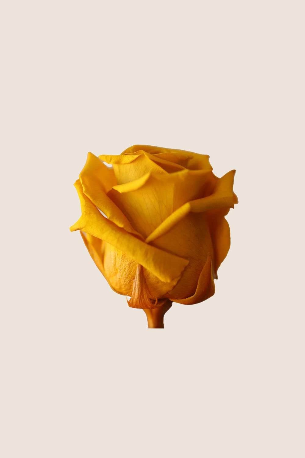 Rose Standard - Boîte 6 têtes