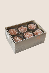 Rose poudré