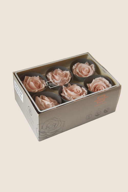 Rose Standard - Box mit 6 Köpfen