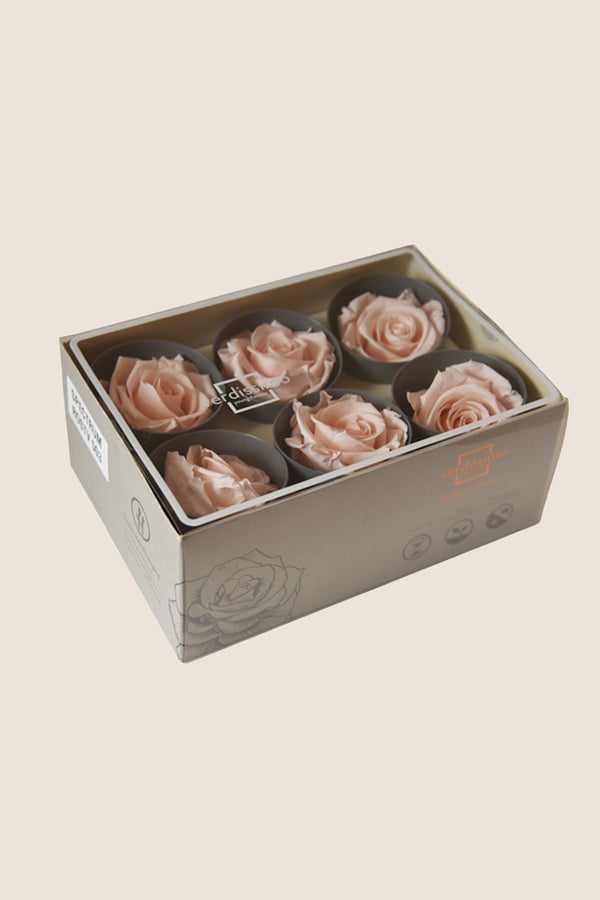 Rose Standard - Boîte 6 têtes