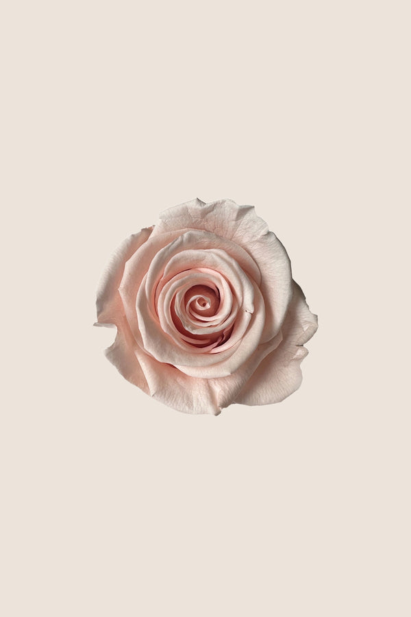 Rose Standard - Boîte 6 têtes