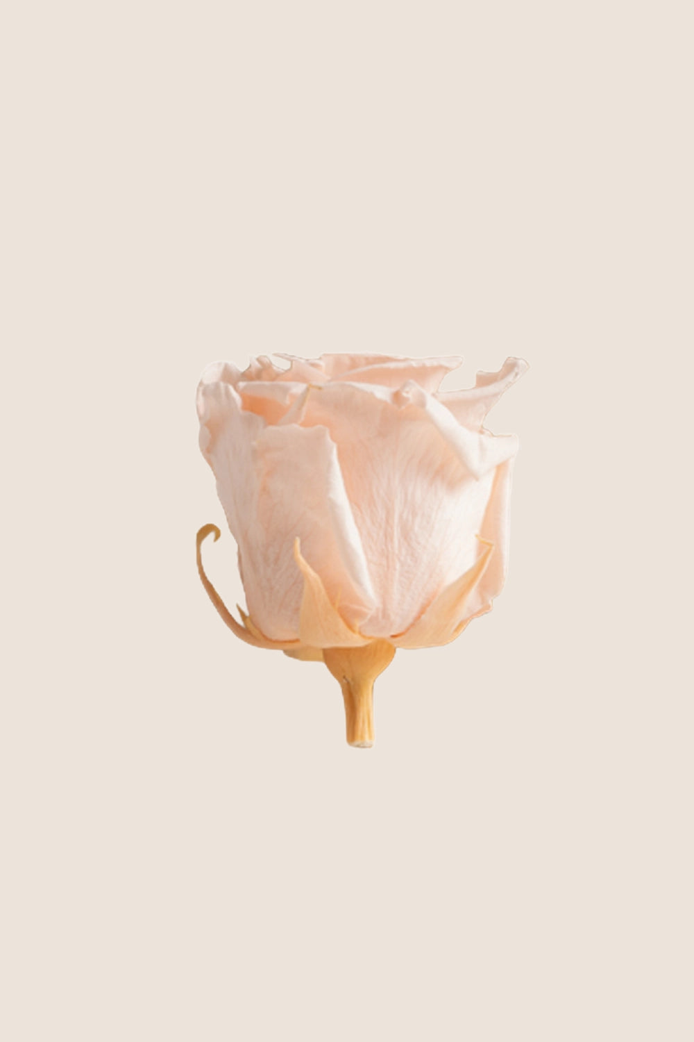 Rose Standard - Boîte 6 têtes