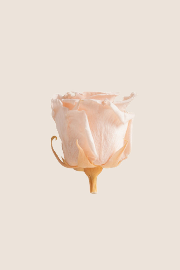 Rose Standard - Boîte 6 têtes