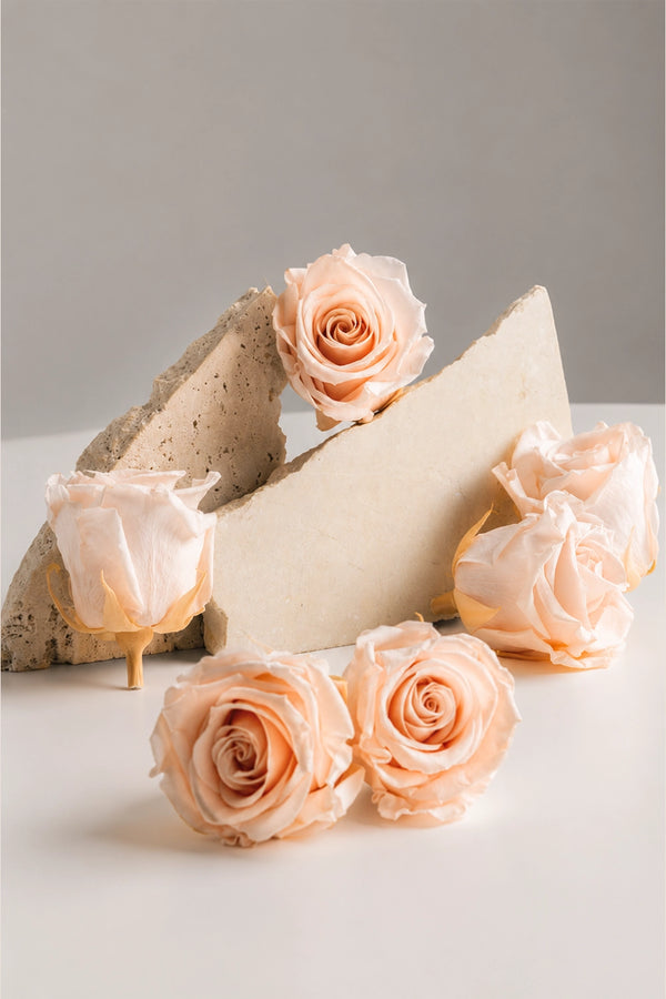 Rose Standard - Boîte 6 têtes