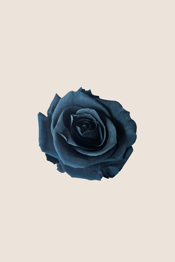 Rose Standard - Boîte 6 têtes