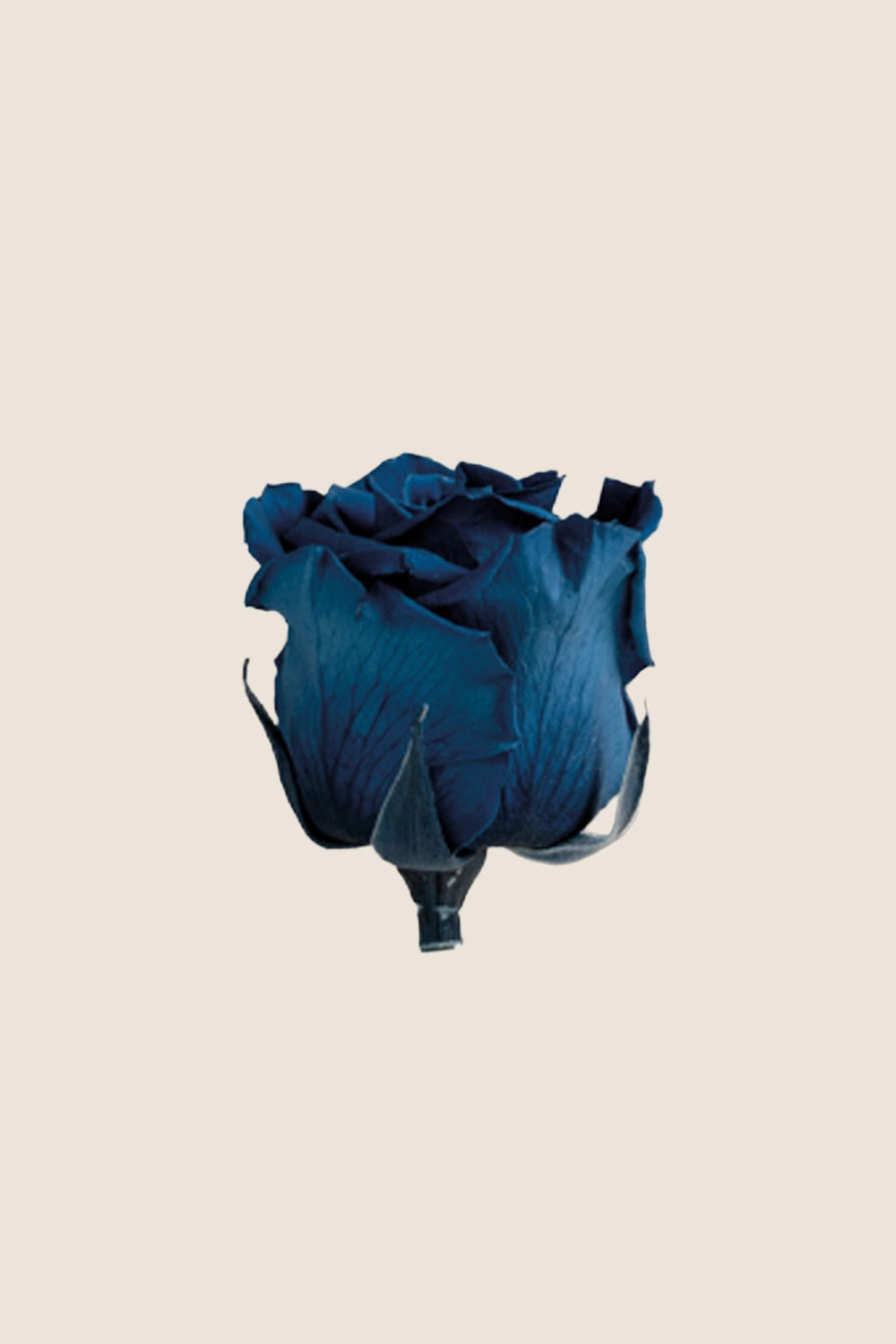 Rose Standard - Boîte 6 têtes