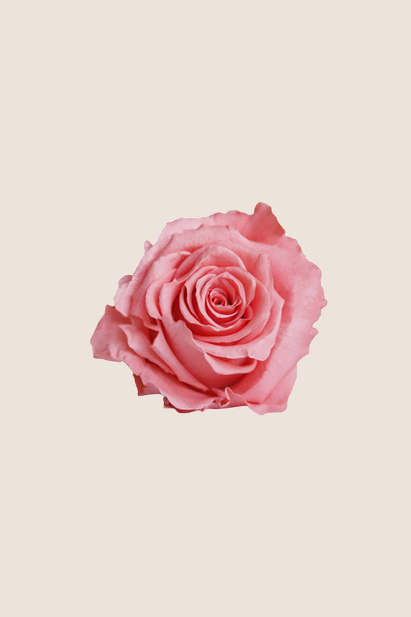 Rose Standard - Boîte 6 têtes