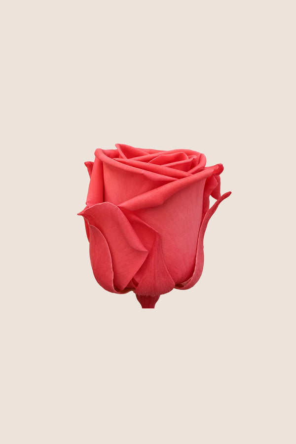 Rose Standard - Boîte 6 têtes