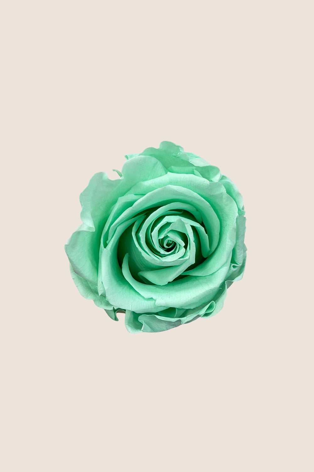 Rose Standard - Boîte 6 têtes