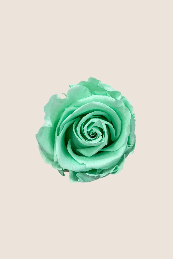 Rose Standard - Boîte 6 têtes