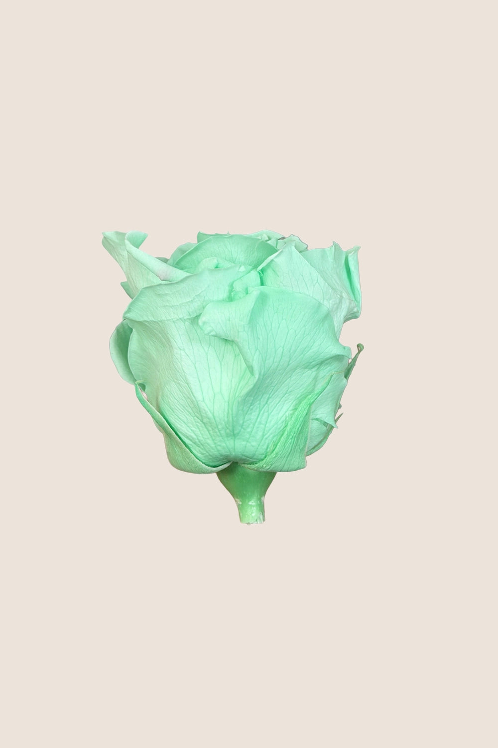 Rose Standard - Boîte 6 têtes
