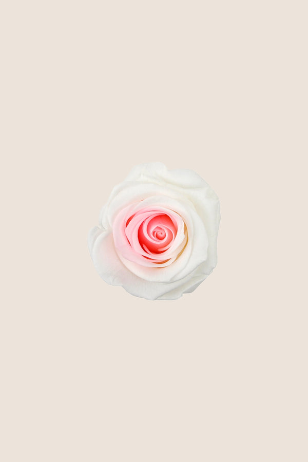 Rose Standard - Boîte 6 têtes