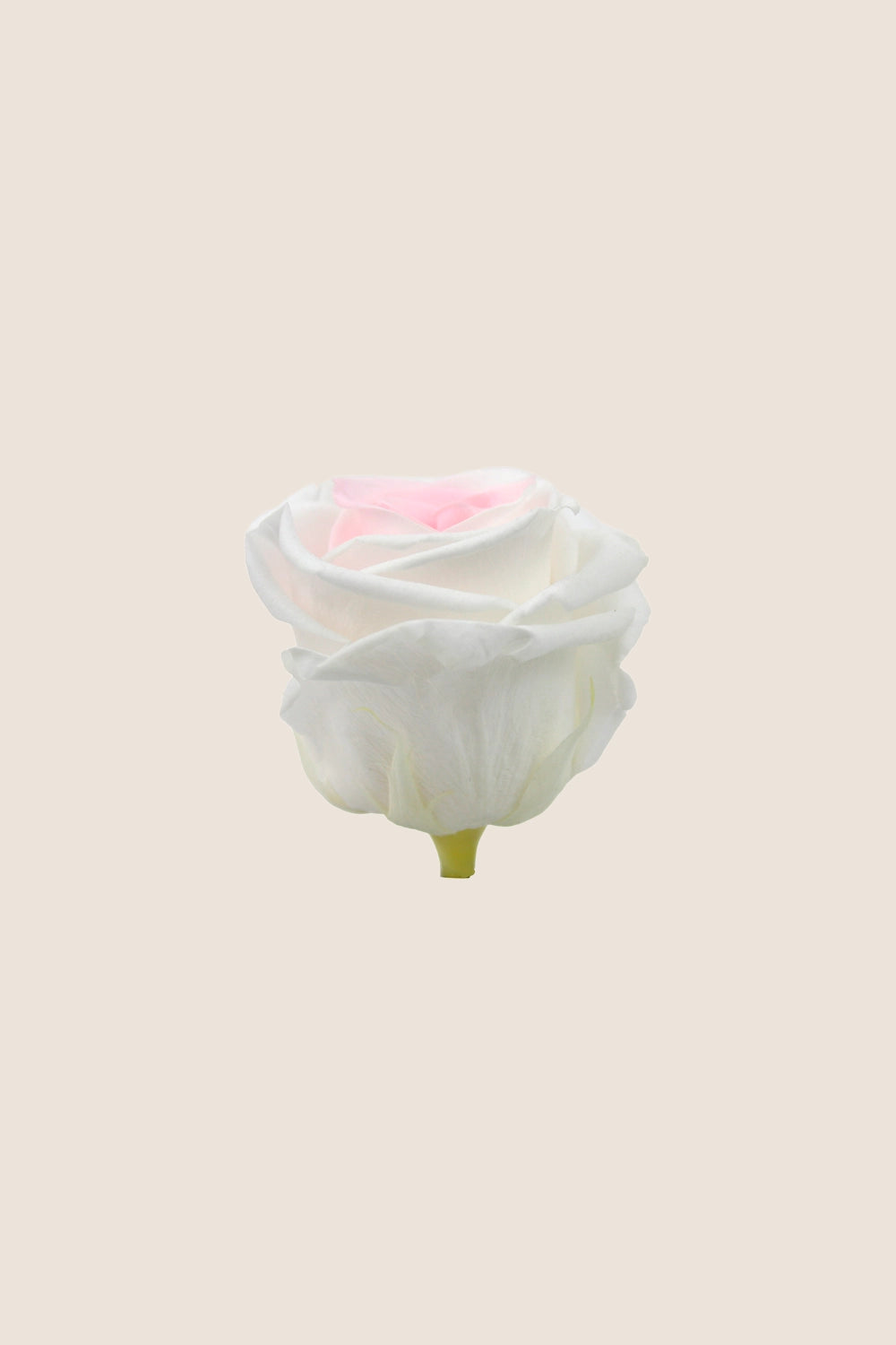 Rose Standard Bulk - Pack 195 u.