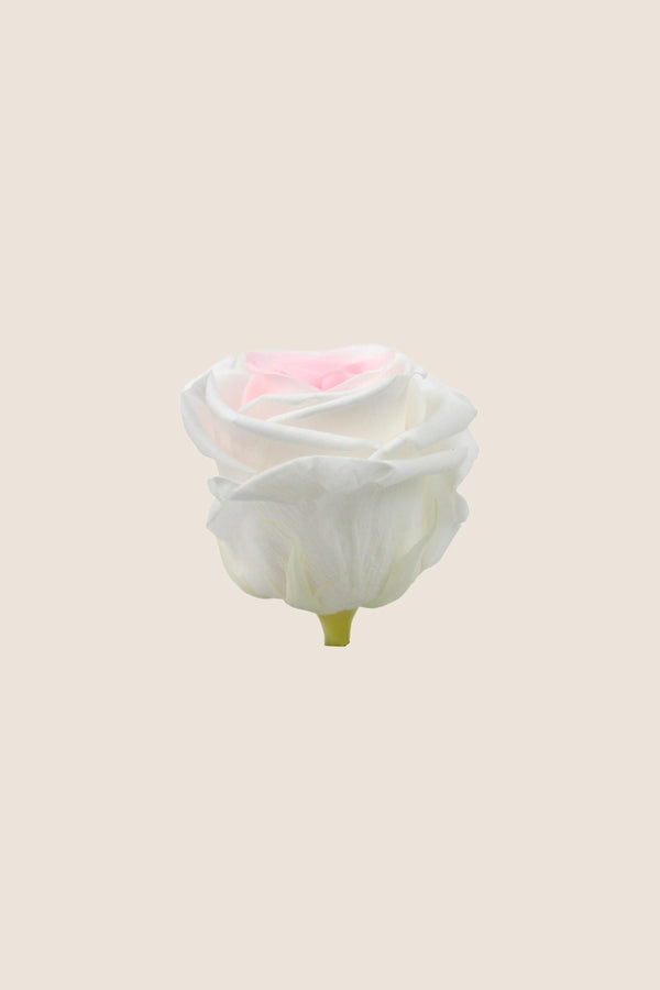 Rose Standard - Boîte 6 têtes