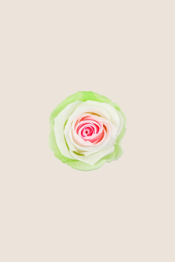 Rose Standard - Boîte 6 têtes