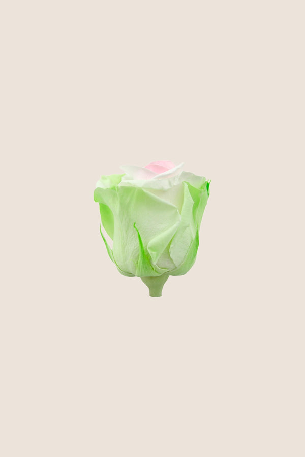 Rose Standard - Boîte 6 têtes