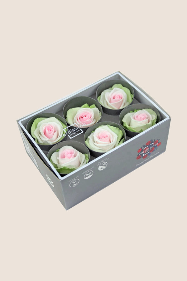 Rose Standard - Boîte 6 têtes
