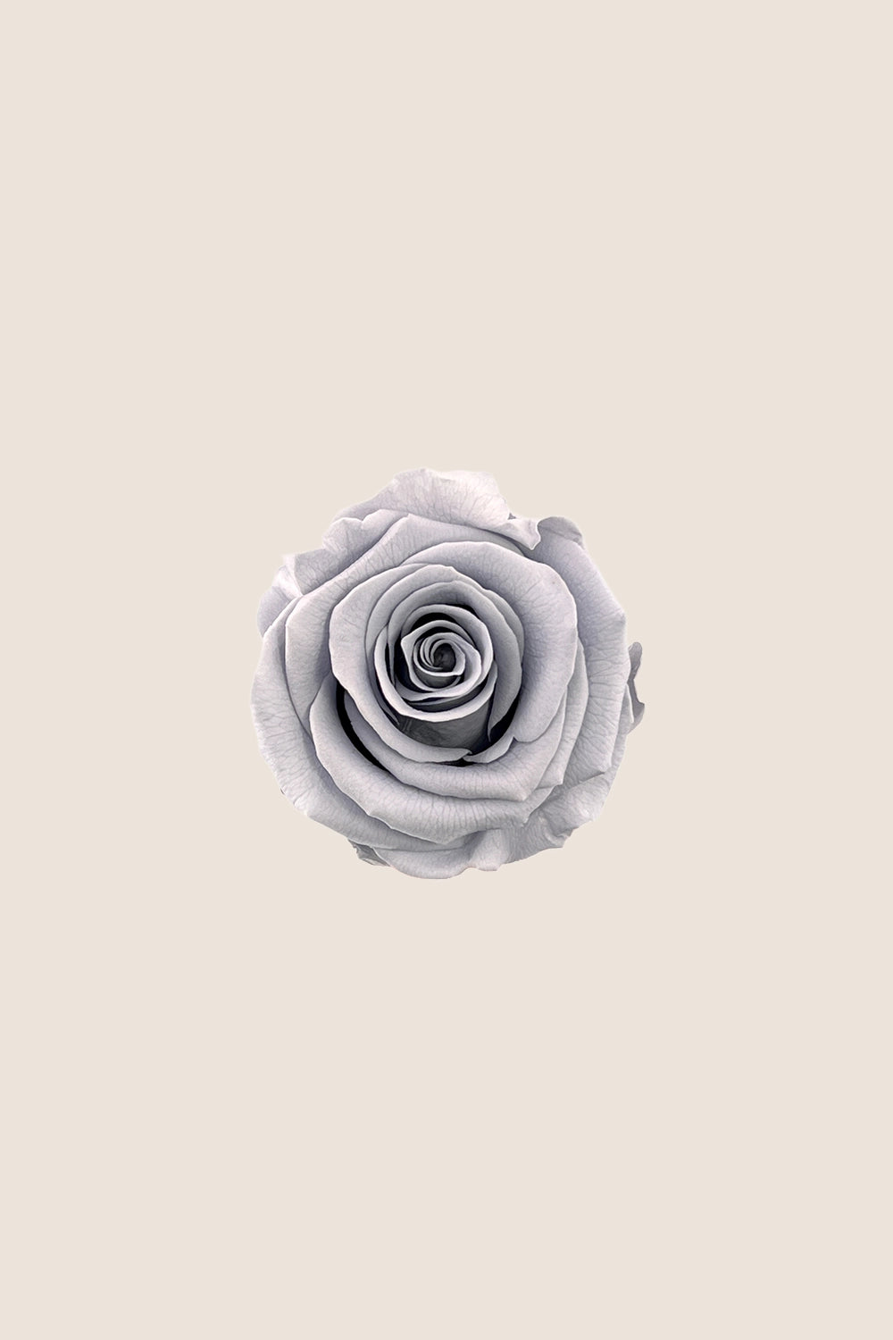 Rose Standard - Boîte 6 têtes