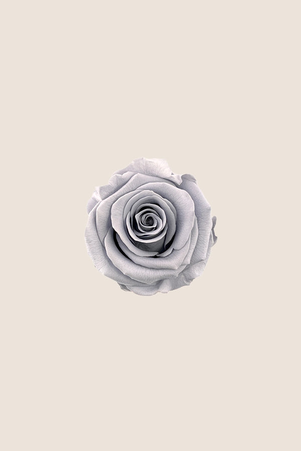 Rose Standard - Boîte 6 têtes