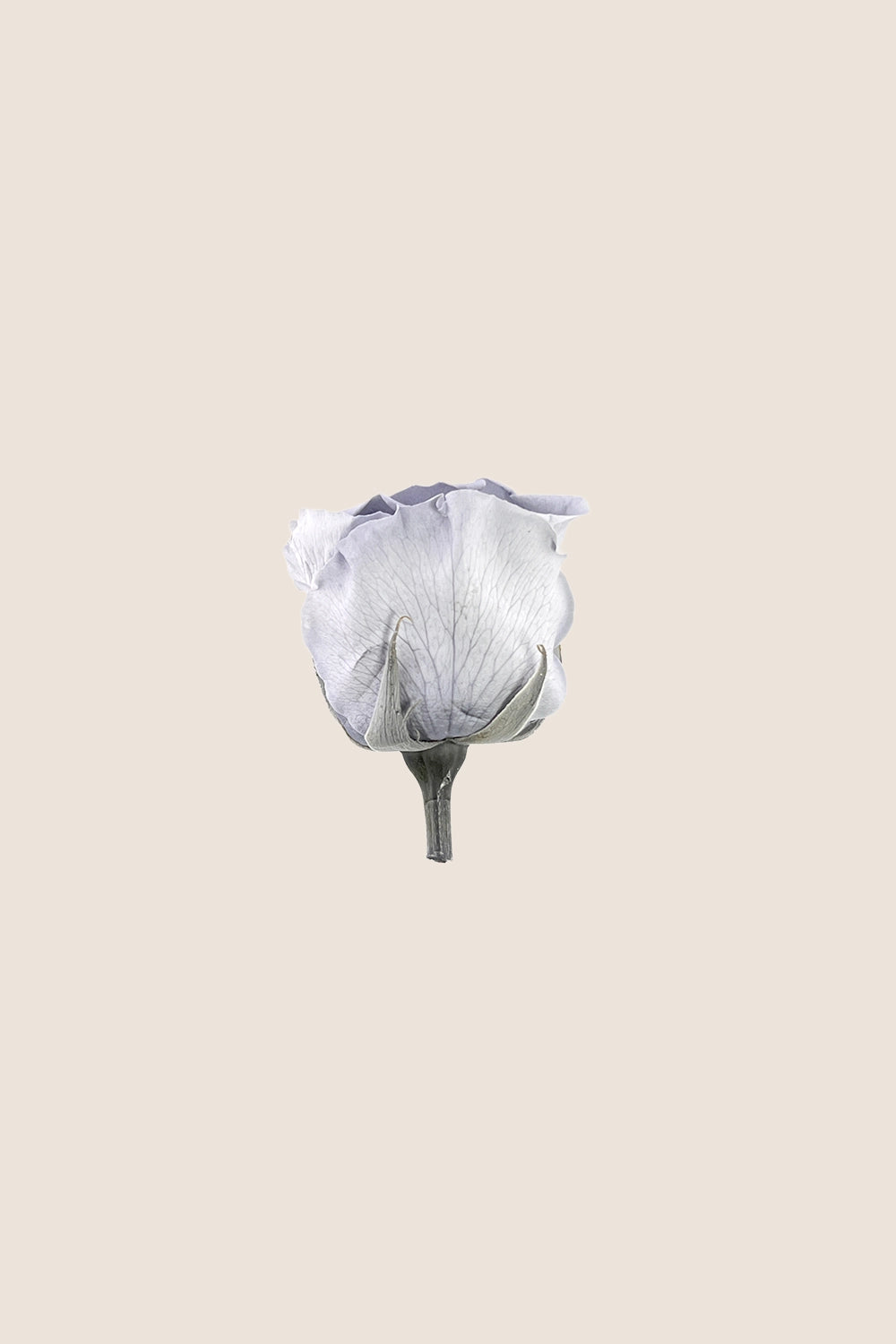 Rose Standard - Boîte 6 têtes
