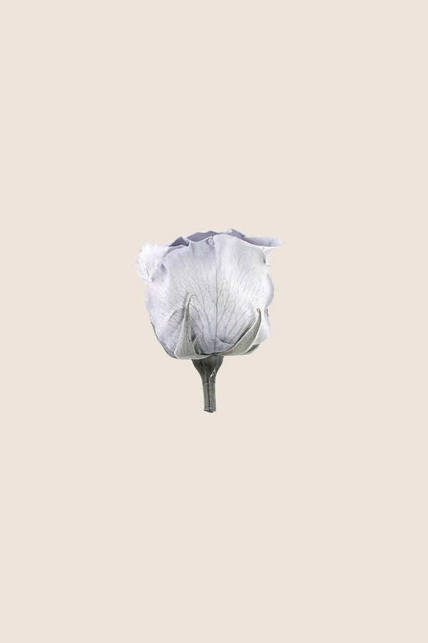 Rose Standard - Boîte 6 têtes