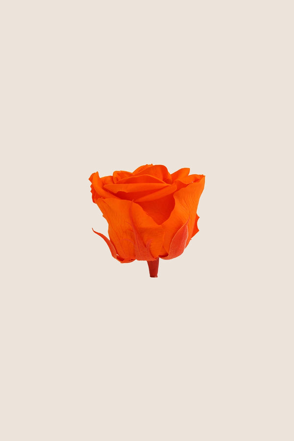 Rose Standard - Boîte 6 têtes