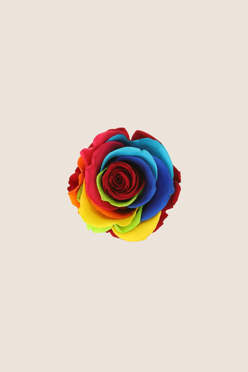 Rose Standard - Boîte 6 têtes