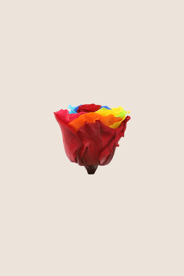 Rose Standard - Boîte 6 têtes