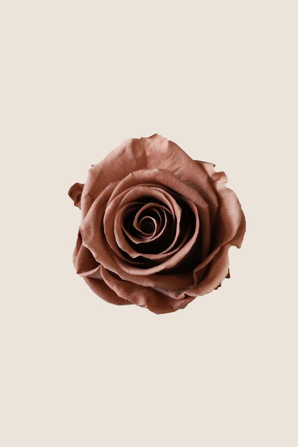 Rose Standard - Boîte 6 têtes