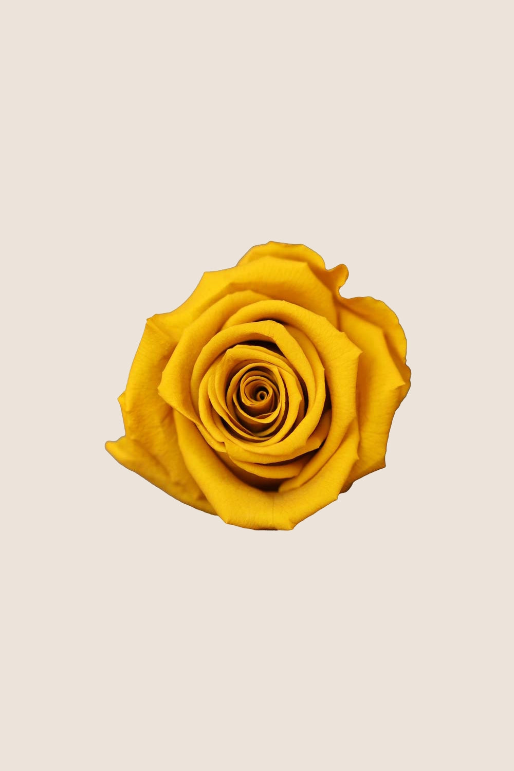 Rose Standard - Boîte 6 têtes